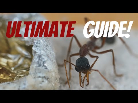 The Advanced Guide To Ant Keeping