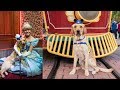 Watch Service Dog Fall In Love With Cinderella At Disneyland