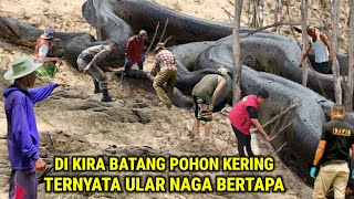 Download lagu Geger !! Dikira Batang Pohon Kering' Ternyata Ular Naga Sedang Bertapa mp3 Download lagu Geger !! Dikira Batang Pohon Kering' Ternyata Ular Naga Sedang Bertapa mp3