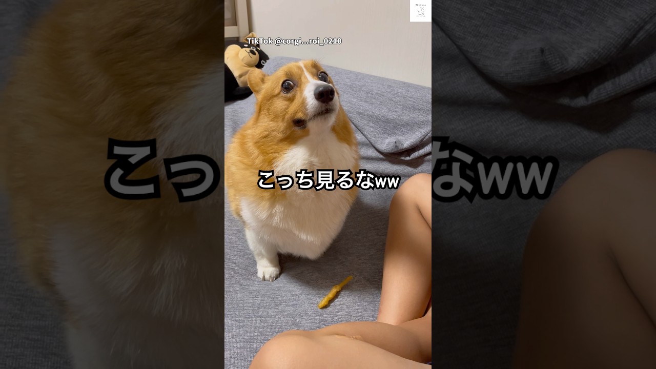 待て中ずっと見てくるの面白すぎる😂　#コーギー　#犬　#面白い　#犬のいる暮らし #かわいい犬