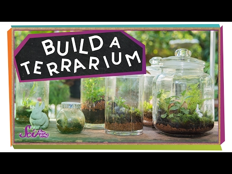 Build a Tiny Plant World! | Science Project for Kids