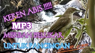 Download lagu trucuk Lumut suara jernih//buat pancingan//voice bird merbah Rimbo mp3