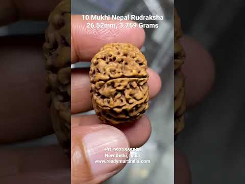 10 Mukhi Rudraksha Bead