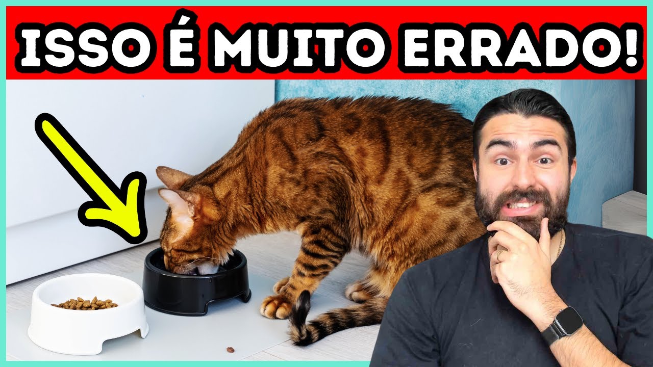 Não Coloque a Tigela de Comida e Água do Seu Gato NESSES LOCAIS!