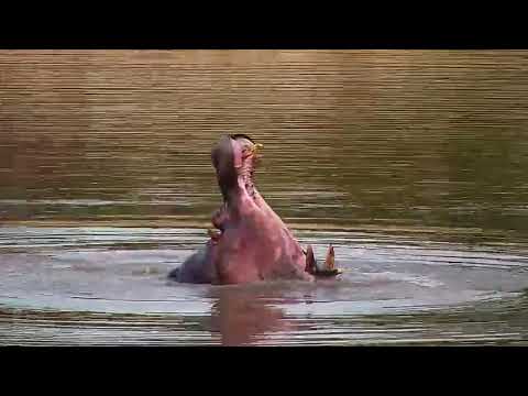 Djuma: Hippo having a playful afternoon - 17:25  - 10/26/20