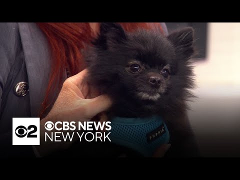 Furry Friend Finder: Pepe - YouTube