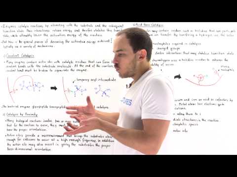 Mechanisms of Enzyme Catalysis