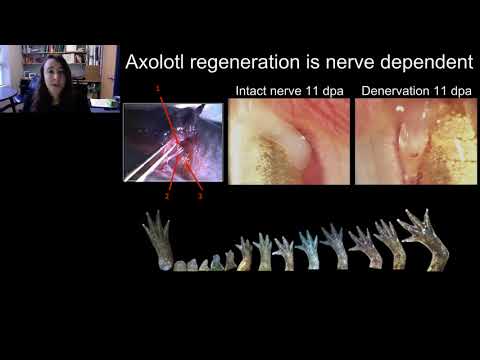 The axolotl salamander as a model for nerve-dependent regeneration