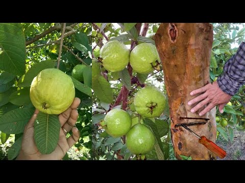 Capa y fertiliza árbol de guayaba para que pegue todo el fruto