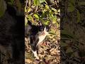 Tuxedo CAT Meows Very Loudly ️ ️ Cat Kitten Cats