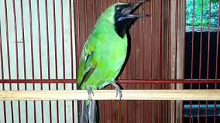 Download lagu Cucak ijo isian gereja tarung mp3