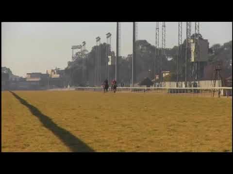 GALLOPS MAJESTIC MAMBO