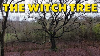Witch tree Bladel | The Netherlands