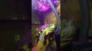 Não e pressa é pressão. Rincon. rs Tartaruga Tigre D'água e Tilápia. Aquarismo.