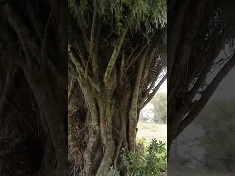 O que se esconde no Casarão de Sentinela do Sul?