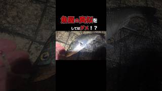【衝撃】魚屋の真似はNG!? 釣った魚を究極の刺身にする最強保存法「氷天締め」 #Shorts