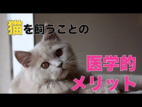 猫を飼うことのメリット