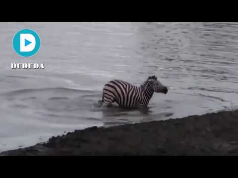 Hippo Rescuse Zebra Escaped Crocodiles - Wild Animal Attacks #10