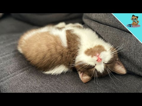 The CUTEST Thing You Will See TODAY 💥 (1st Week With Kittens) 🤯