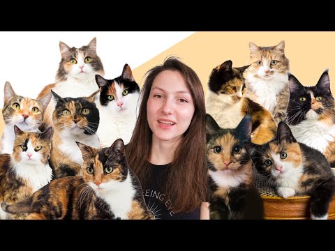 6 Facts You (Probably) Didn't Know About Calico Cats