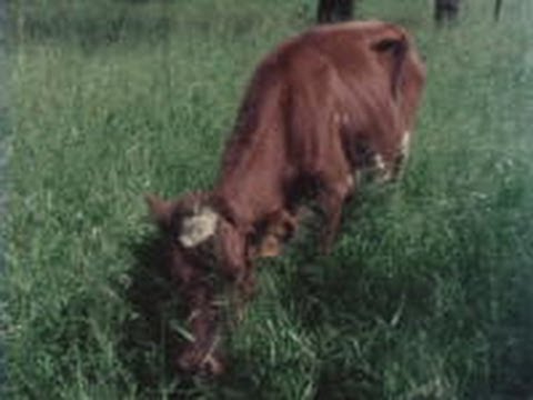 The uninvited guest: principles and practice of cattle tick control (1978)