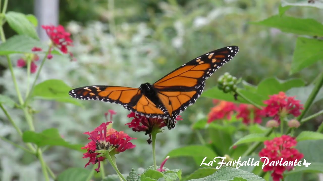 Interpretazione dei Sogni ● Le Farfalle