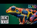 Most Beautiful 8K Video In The World Dolby Vision 8K HDR 120 Fps 8K 4K TV