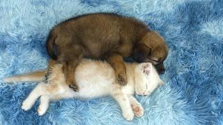 O Momento em que o Gatinho Bebê Conheceu o Filhote Abandonado — Conexão Instantânea!