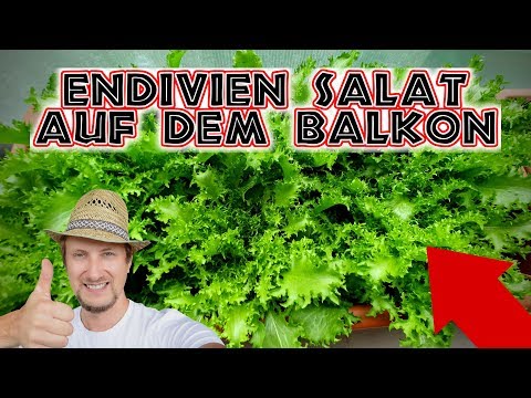 , title : 'Endivien Salat anbauen 🥗 Wintersalat auf dem Balkon Garten'