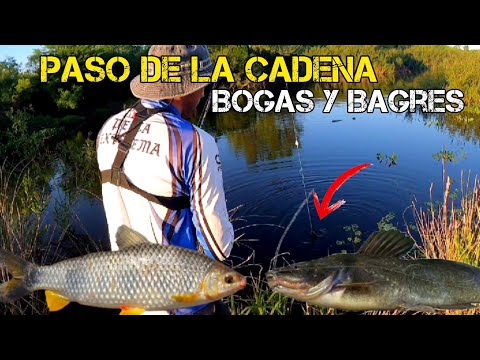 PASO DE LA CADENA, PESCA de BAGRES SAPO y BOGAS con LINEA DE FLOTE
