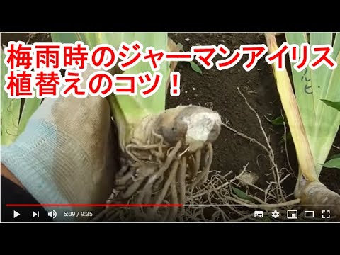 園芸 マーシュ アイリス