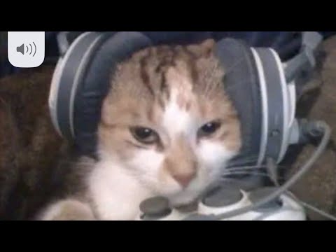 Tag With Bevin, Bauer, And Special Guest!