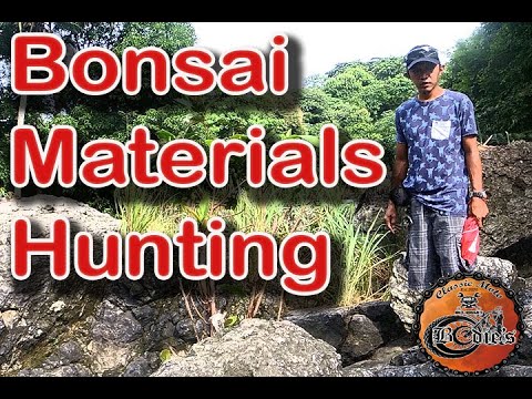 Bonsai mat hunting