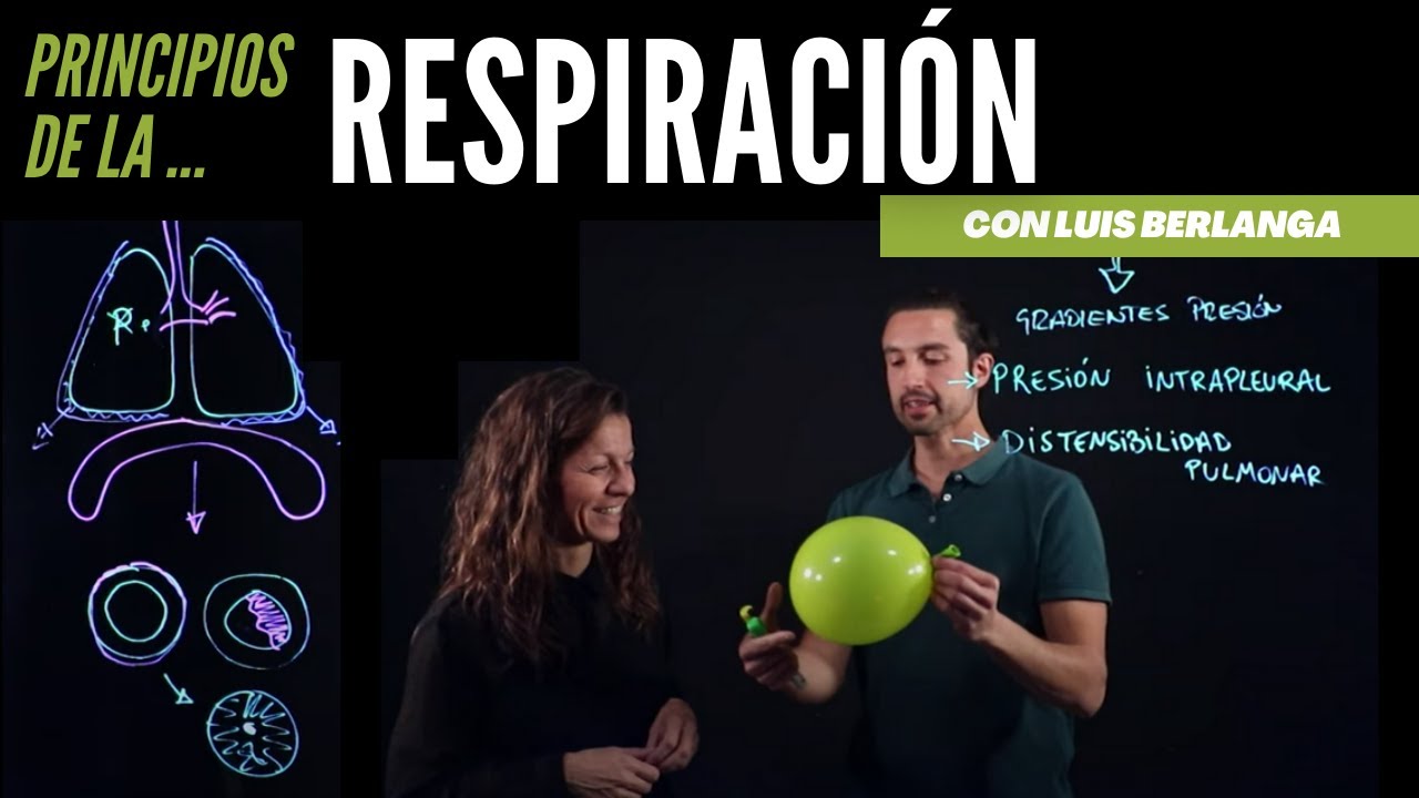 Ventilación pulmonar: principios básicos de la respiración