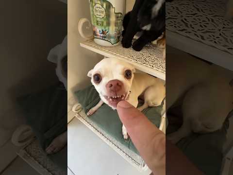 Niki is the most celebrity chihuahua in the world 🤣🤣