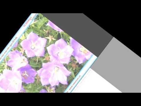 Hạt giống hoa chuônG Campanula CAM005 blue