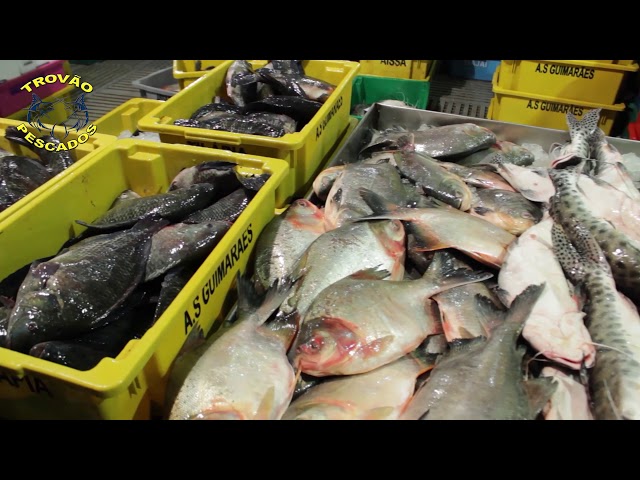 PROPAGANDA: TROVÃO PESCADOS'