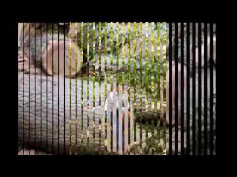 Mirvuqar - Kederli Agac Seir 2017