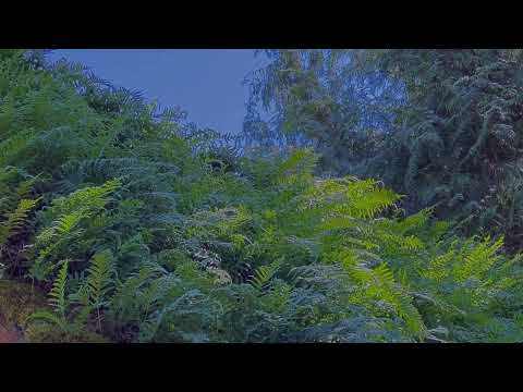 Alice Coltrane - Journey In Satchidananda   HD 1080p