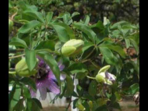 Manuela Cavaco - Foi um bem conhecer-te - CD "Em'Cantado" Rão Kyao