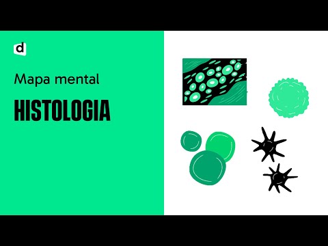 HISTOLOGY: A SUPER MIND MAP FOR THE ENEM AND UNIVERSITY ENTRANCE EXAMS