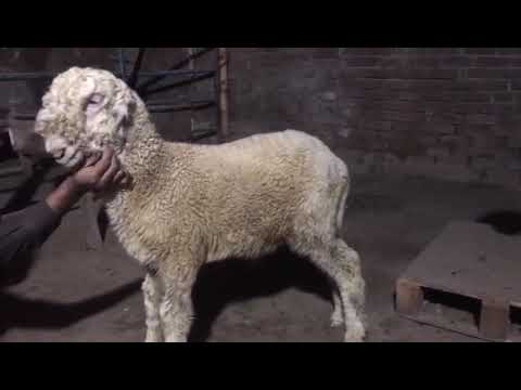 Pure Mundra Male Lamb 3 Months Old