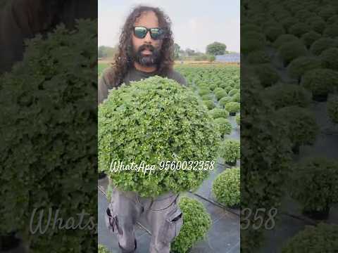 Multiflora chrysanthemums