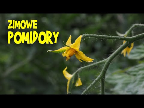 Winter TOMATOES Experiment - what came out of it?