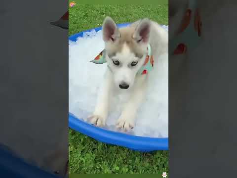 Funny and cute dogs compilation#funnydogs#cute#doglover#doglife#cure#dogshorts#pet#doglife