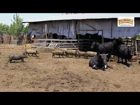 Clip prezentare Gilbert Gil