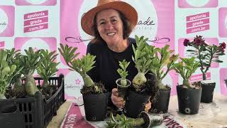 A BOA NOTÍCIA TÁ DENTRO DO VASO!