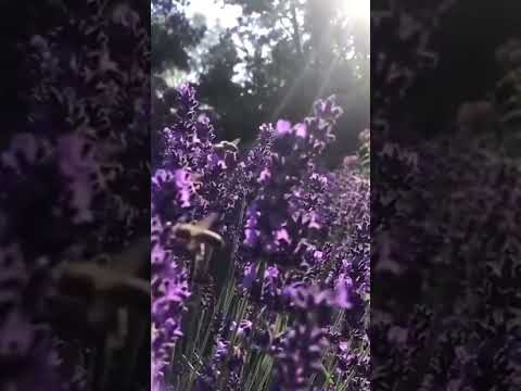 Amanhecendo com Deus #5 - Bianca Toledo Live | Oração da Manhã | Lives Que Edificam