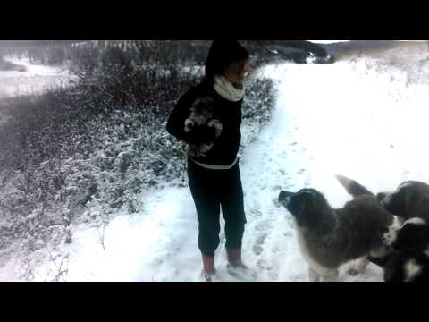 Pazitoru moscovei Fildu De Jos