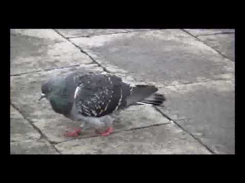 Anno 2011/12 V.Tifosi Padova - Juve Stabia 2 a 2 www.crazywasps.it